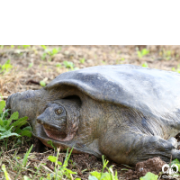 گونه لاکپشت فراتی Mesopotamian Softshell Turtle